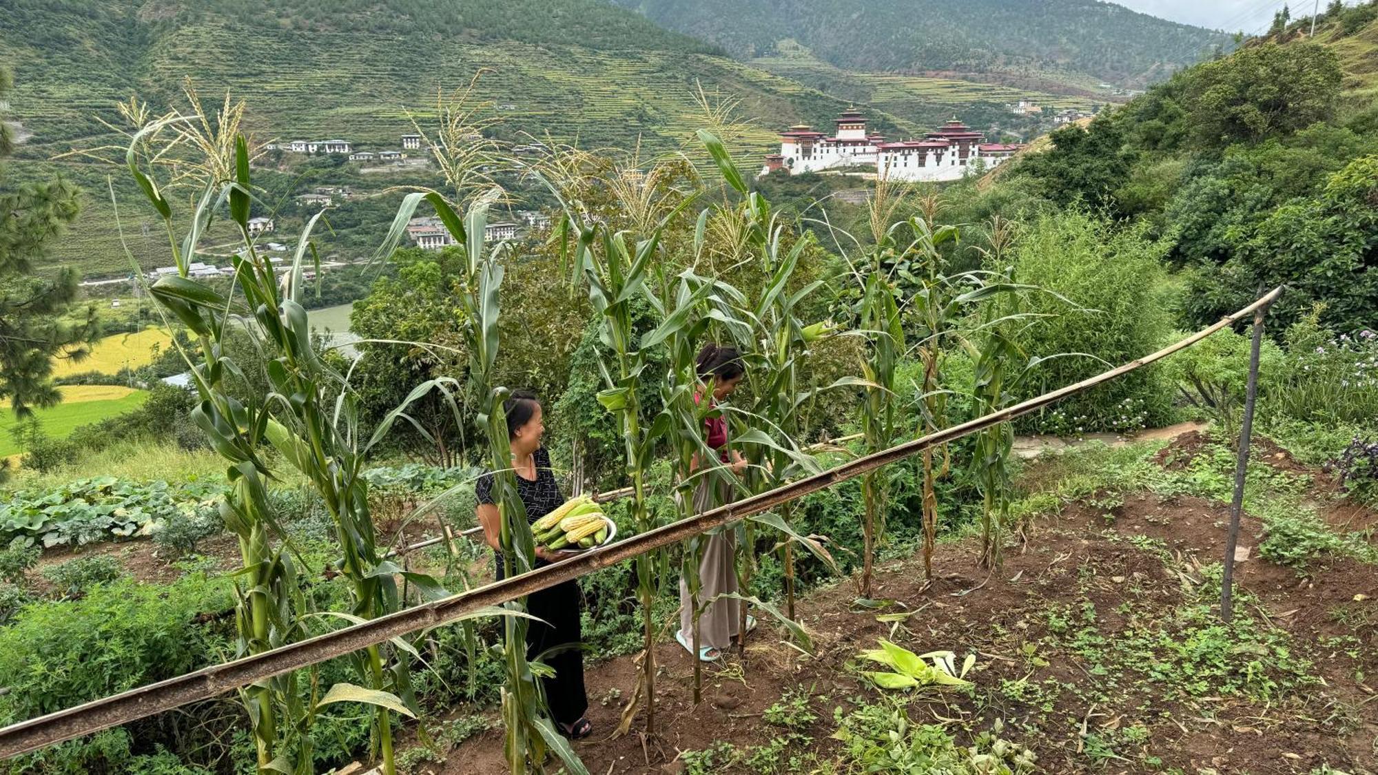 Wangdue Ecolodge Wangdue Phodrang Eksteriør billede