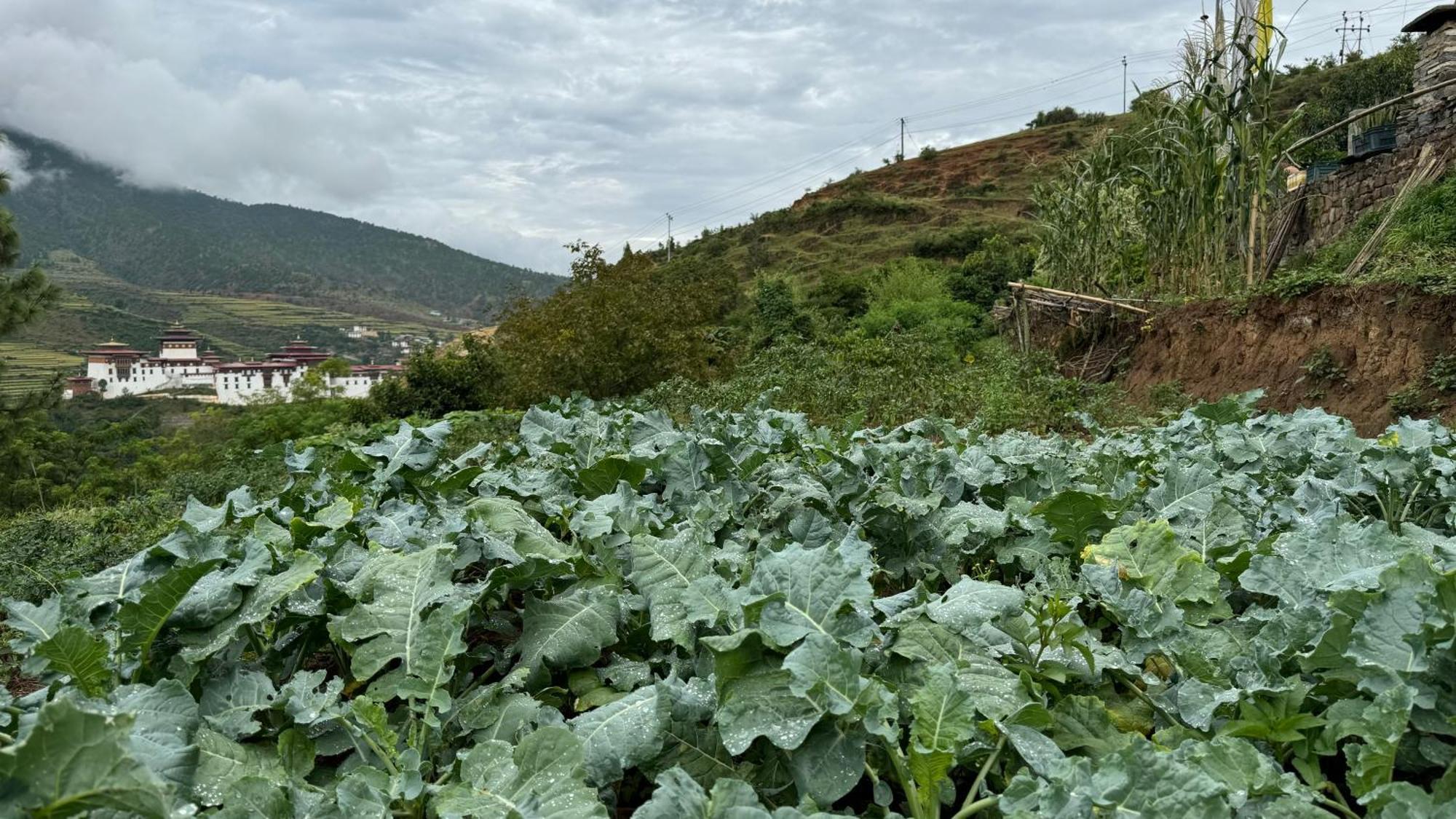 Wangdue Ecolodge Wangdue Phodrang Eksteriør billede