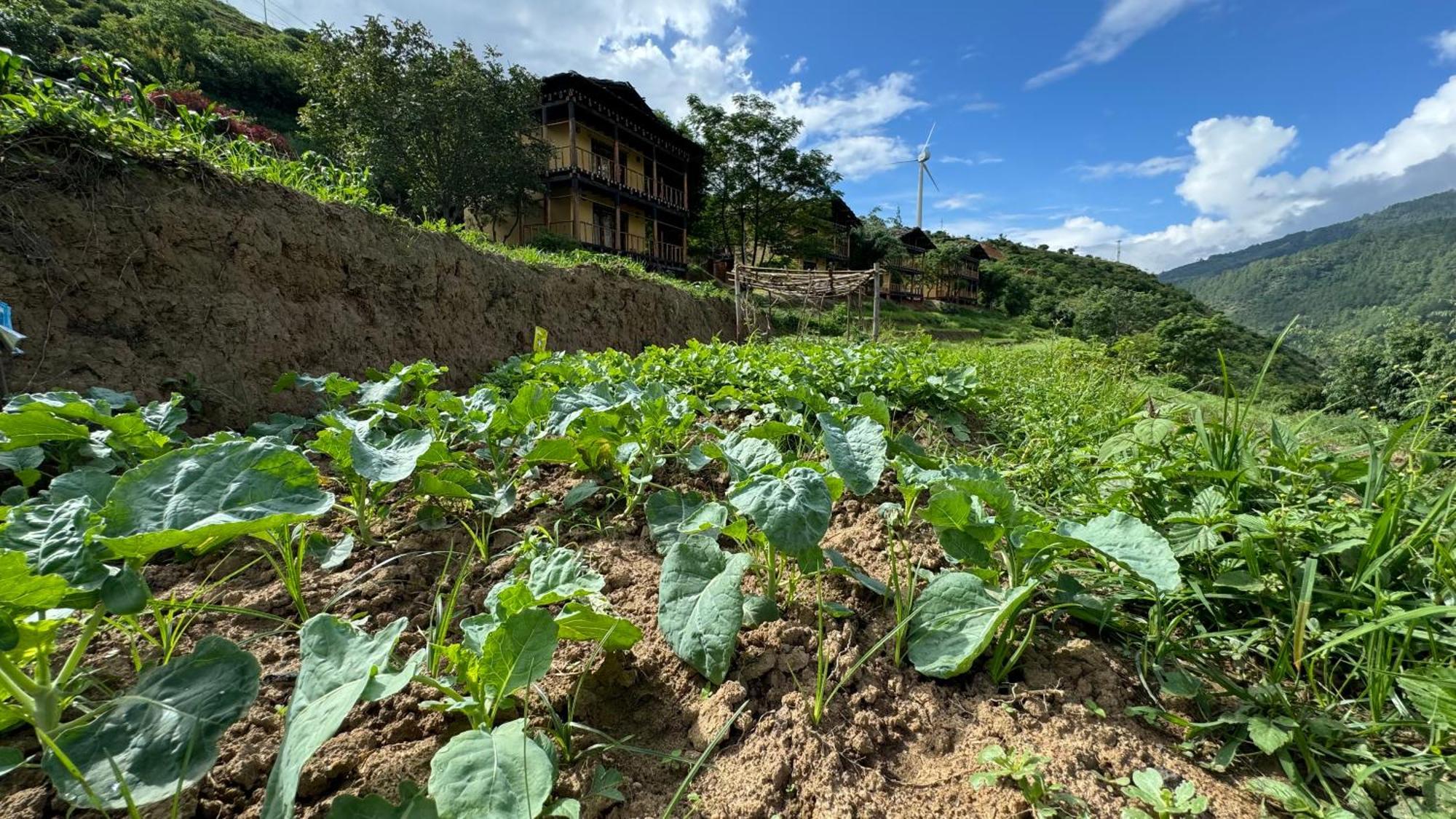 Wangdue Ecolodge Wangdue Phodrang Eksteriør billede