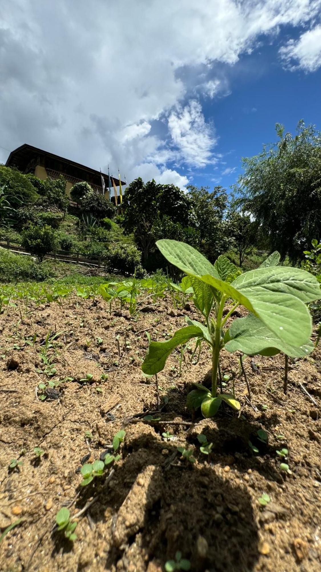 Wangdue Ecolodge Wangdue Phodrang Eksteriør billede